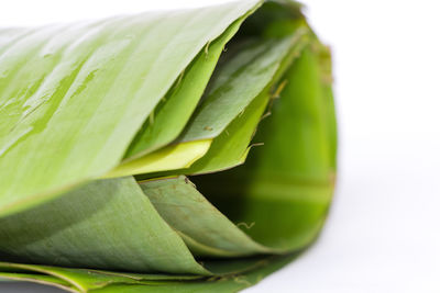 Closeup of banana leaf in white background