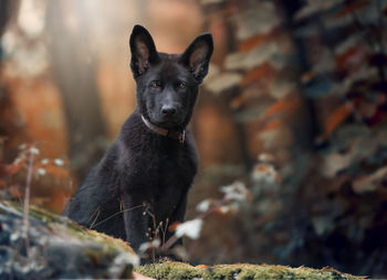 Portrait of black dog sitting on field