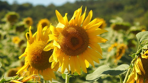 Close-up of sunflower on field