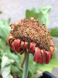 Close-up of wilted flower against blurred background