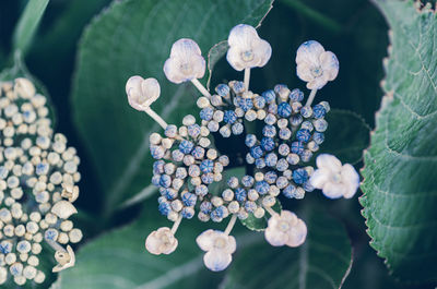 Close-up of flowering plant