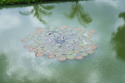 High angle view of plant floating on water