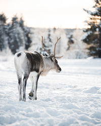 Deer standing on snow covered field