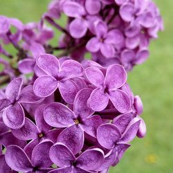 Close-up of purple flowering plant