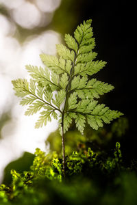 Close-up of fresh green plant