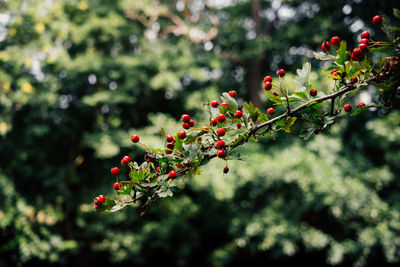 Close-up of red berries growing on tree