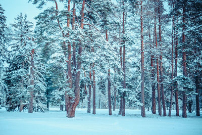 Trees on snow covered land