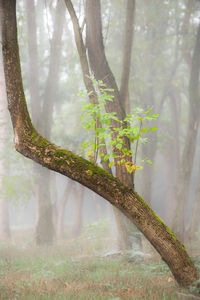 Trees in forest