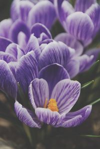 Close-up of purple flowering plant