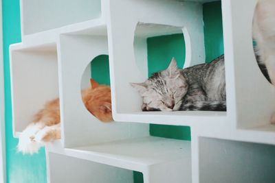 Close-up of cat relaxing