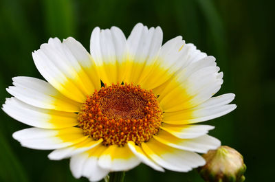 Close-up of insect on yellow flower