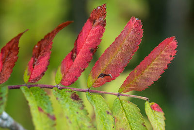 Close-up of red leaves on plant