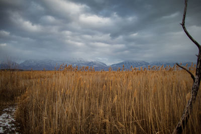 Plants growing on field against sky