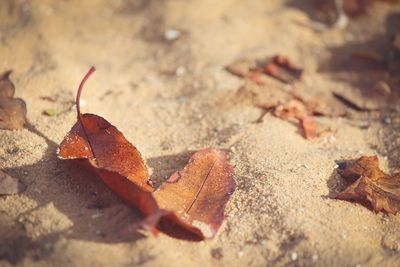 Close-up of dry leaves on ground