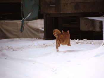 Full length of ginger cat running on snow covered road