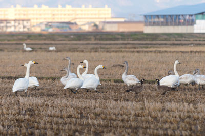 White swans on field against sky