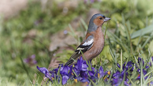 Close-up of bird perching on purple flower