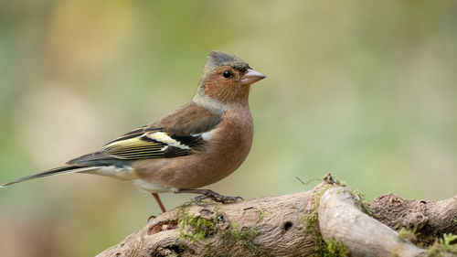 Close-up of bird perching on twig