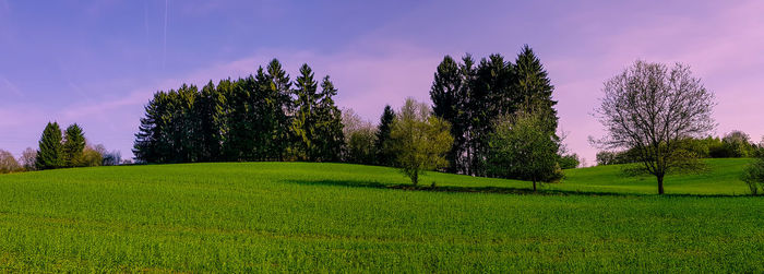 Trees on field against sky