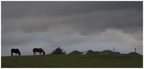 View of horses grazing in field