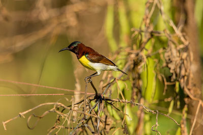 Close-up of bird perching on branch