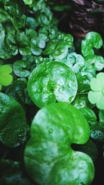 Full frame shot of wet plants