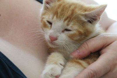 Cropped image of hand touching cat