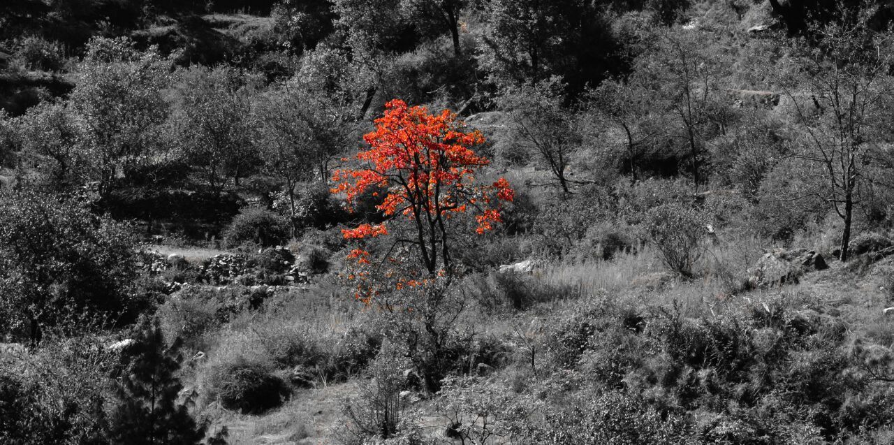 CLOSE-UP OF RED BUG ON TREES