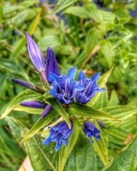 Close-up of purple flowers blooming outdoors