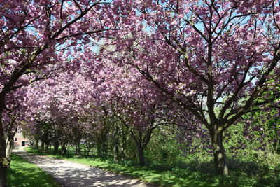 Cherry blossoms in park