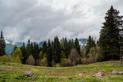 Pine forest after rain