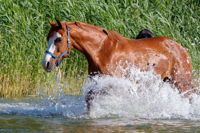 Horse in a water