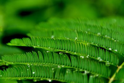 Close-up of green leaf