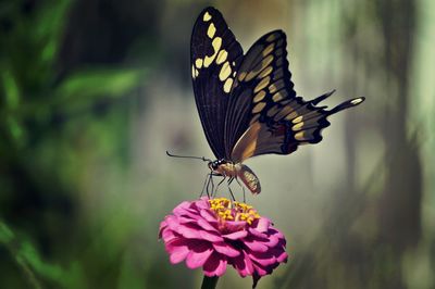 Close-up of butterfly pollinating on pink zinnia