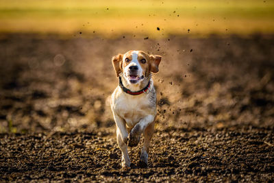 Portrait of dog running