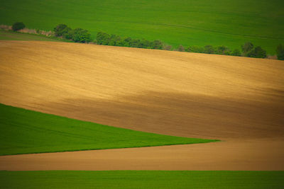 Scenic view of agricultural field