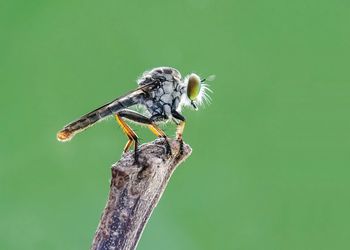 Close-up of insect on leaf