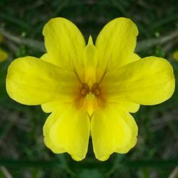 Close-up of yellow flower