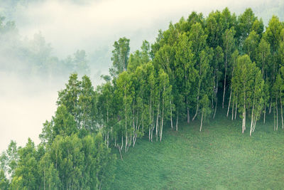 Trees on landscape against sky