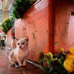 Cat sitting on potted plant against wall