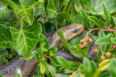 Close-up of lizard on tree