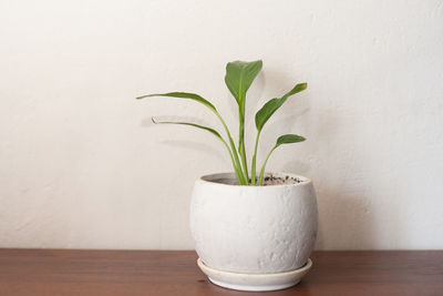 Close-up of potted plant against white wall