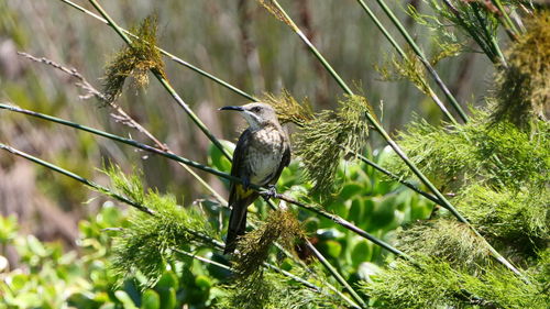 Bird perching on a branch