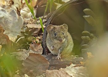 Close-up portrait of squirrel