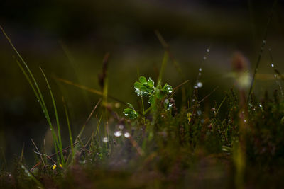 Close-up of plant growing on field