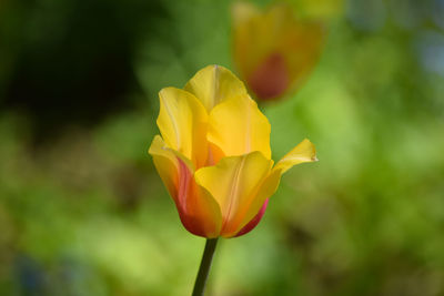 Close-up of yellow tulip
