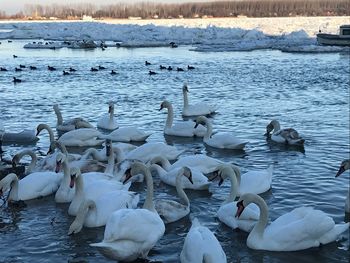 Swans and ducks in lake