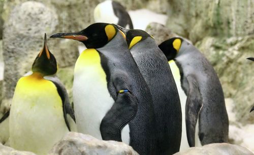 Emperor penguins on rock formation