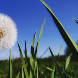 Close-up of dandelion against blue sky