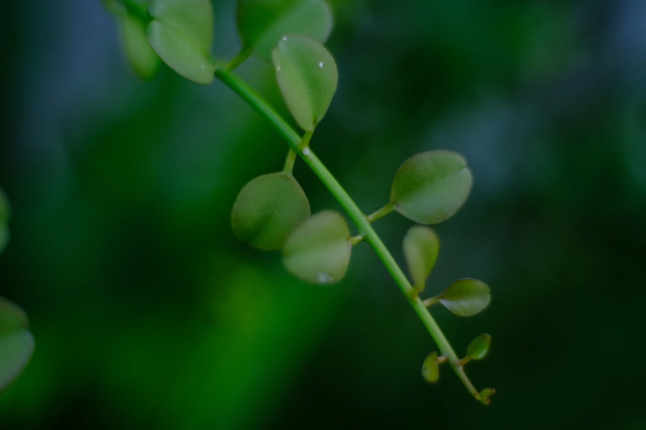 CLOSE-UP OF PLANT